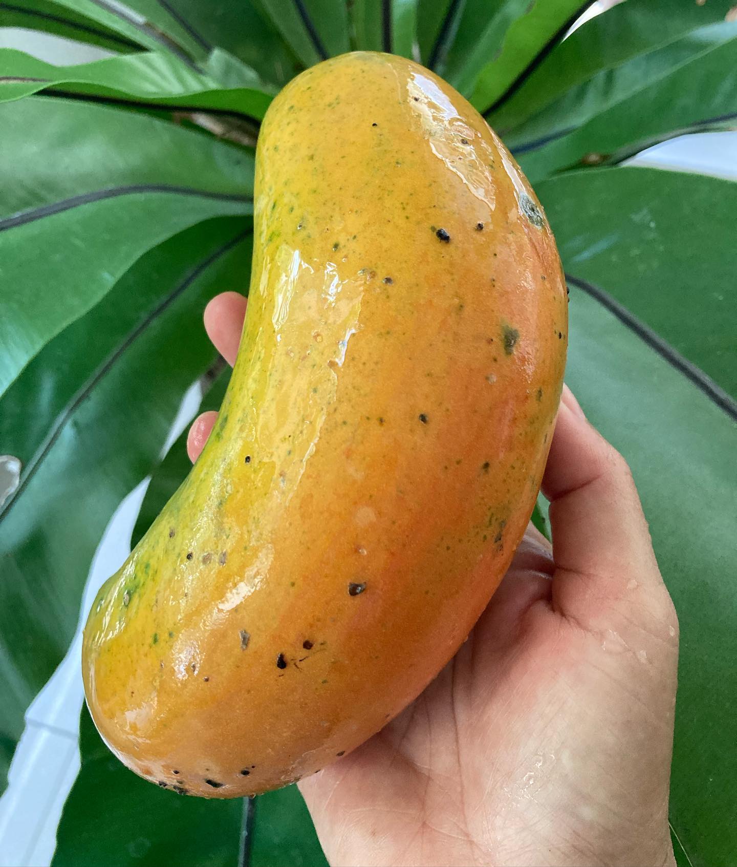 papaya